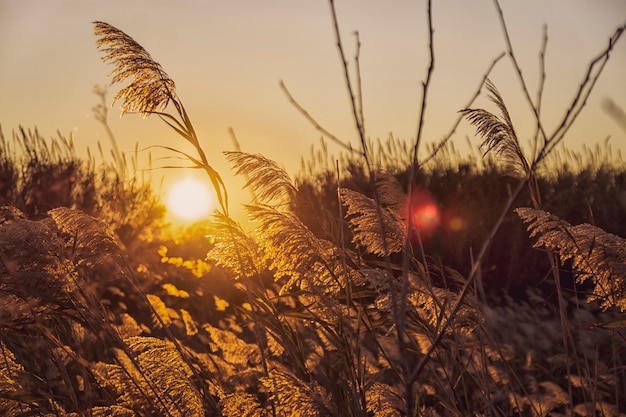 Vegetación en el campo al atardecer.