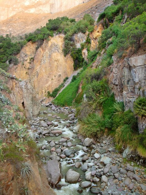 Foto la vegetación en el cañón de colca