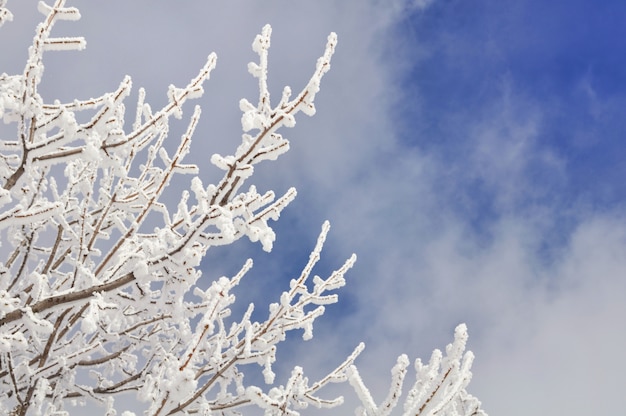 Vegetación cubierta de nieve