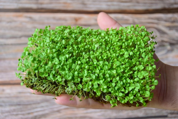 Vegetación decorativa germinada Microgreen de perfil en la palma sobre un fondo de tablas de madera. Los verdes no se cortan, sino en el suelo. Arriba hay un espacio vacío para una inscripción.