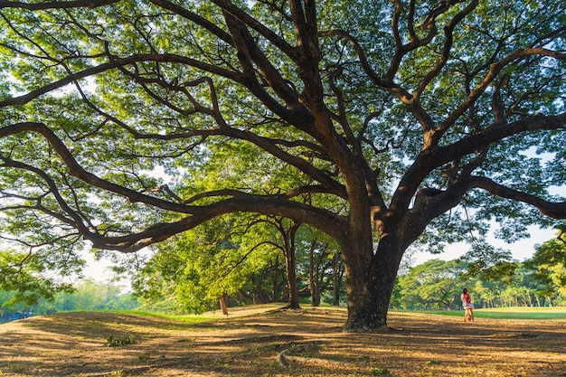 La vegetación deja ramas del gran árbol de lluvia sobre las hojas secas y el prado.