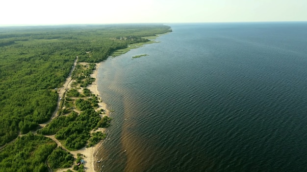 Vegetación densa a orillas del lago Ladoga verano de agua oscura