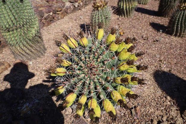 Vegetación del desierto en los jardines botánicos de Phoenix Arizona