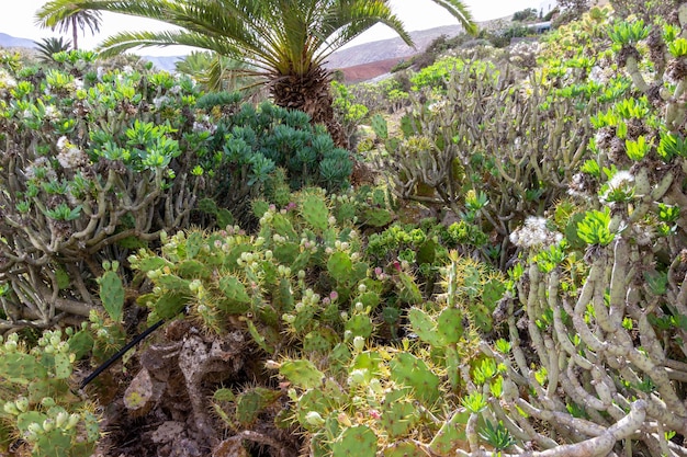 Foto vegetación con diferentes plantas de cactus y palmeras en betancuria
