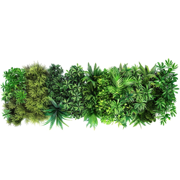 La vegetación es tropical, los arbustos están en fila.