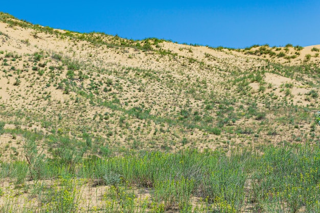 Vegetación floreciente del desierto de primavera en el borde de la duna de arena de Sarykum