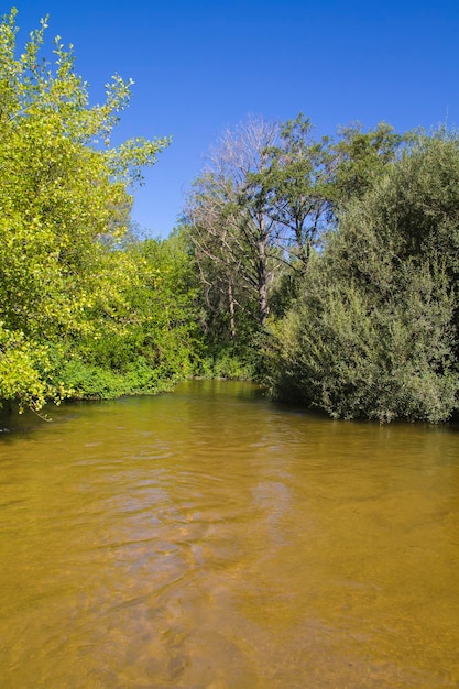 Vegetación fluvial, ribera del alberche en Toledo, Castilla La Mancha, España