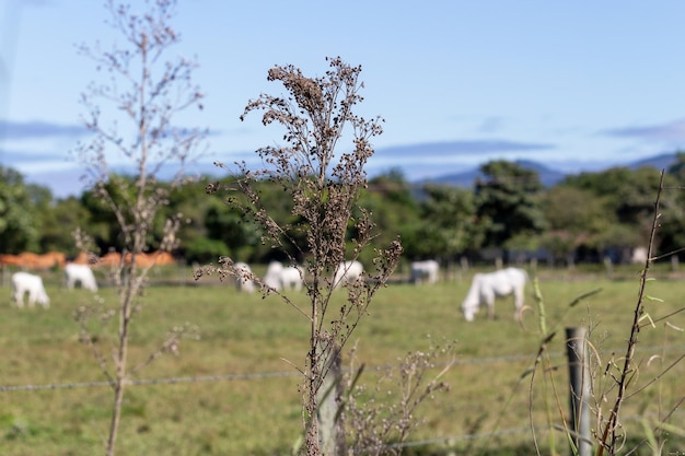 Vegetación Fondo borroso con vacas pastando