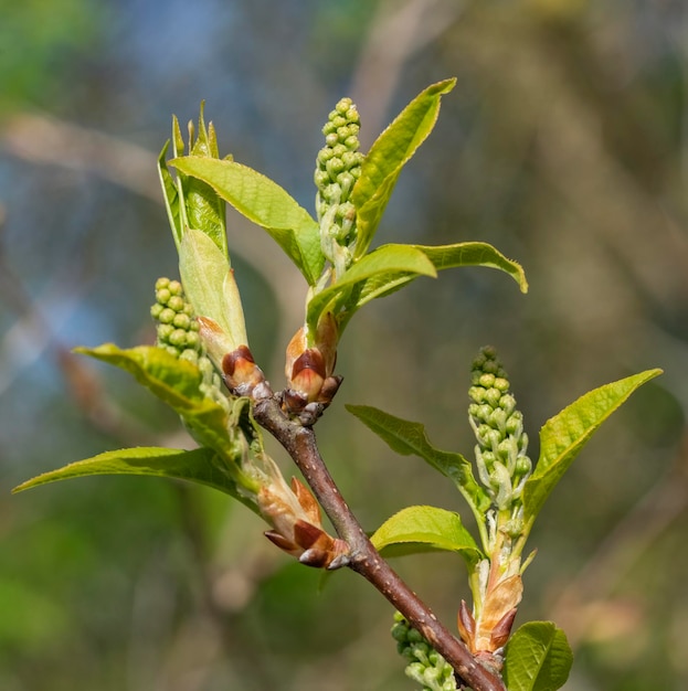 vegetación fresca de primavera