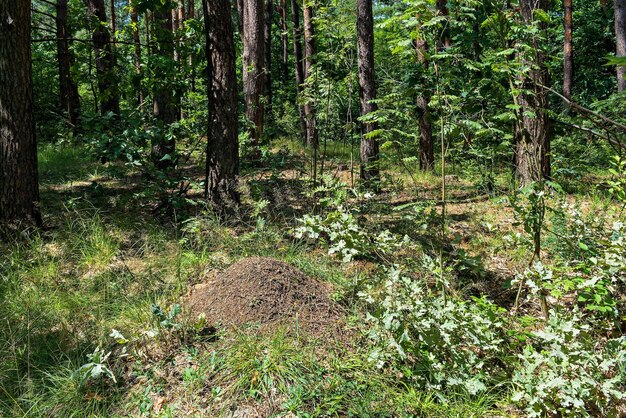 la vegetación de hoja caduca en verano