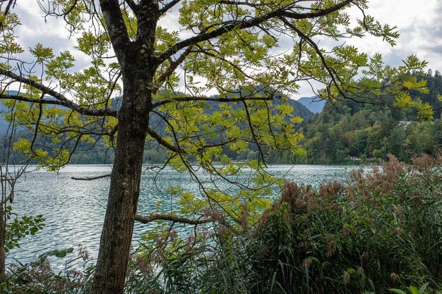 Vegetación junto al lago de bled