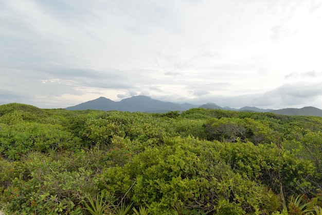 Vegetación y montañas al fondo en la isla de Cardoso