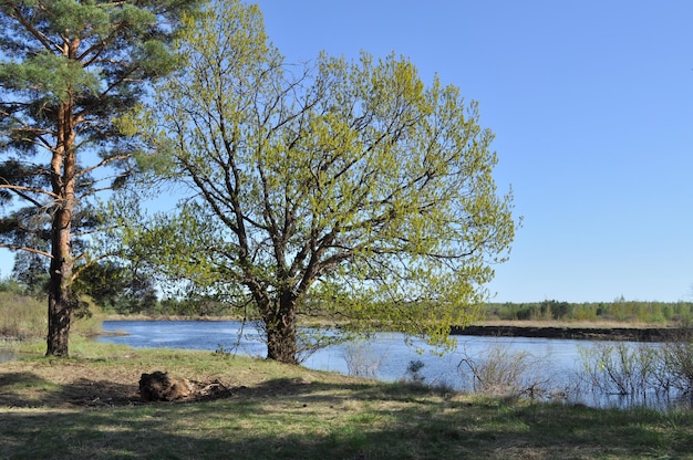 Vegetación primaveral a orillas de un río