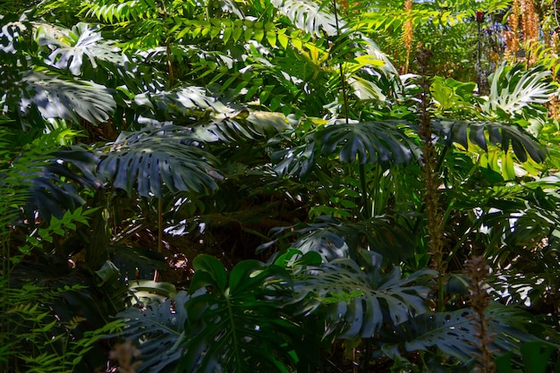 Foto vegetación de la selva tropical. monstera. selva.