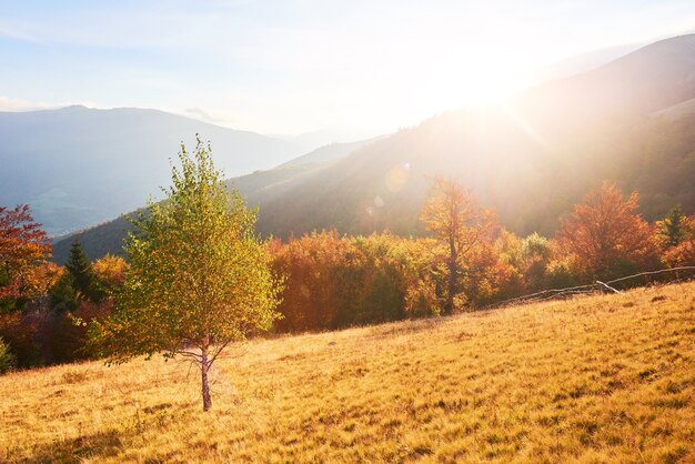 Vegetación de las tierras altas, verano modesto y colores inusualmente hermosos florece en otoño