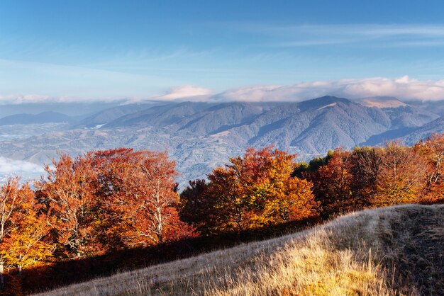 Vegetación de las tierras altas, verano modesto y colores inusualmente hermosos florece en otoño