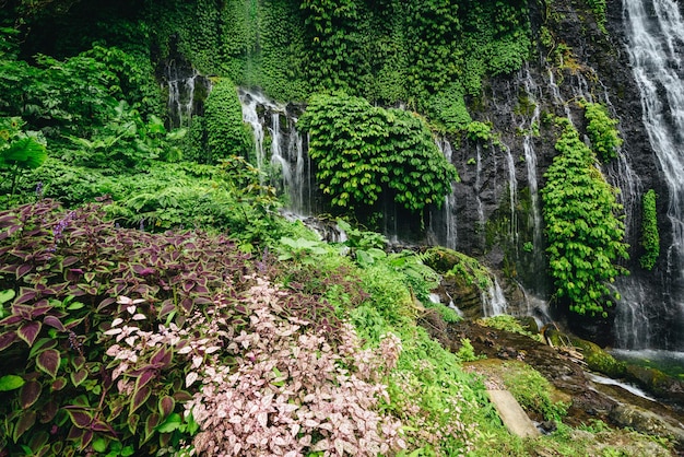 Vegetación tropical de la temporada de lluvias de la selva cerca de la cascada