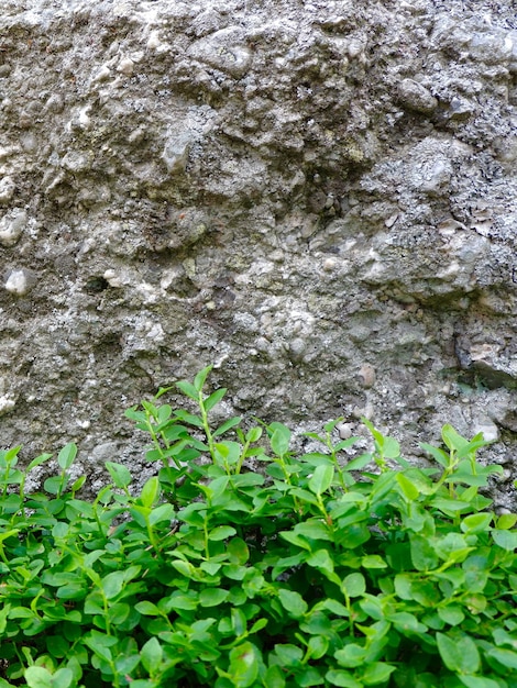 La vegetación viva crece afuera contra la pared de piedra gris afuera en el parque Soria España