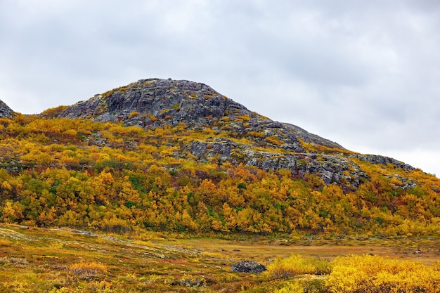 Vegetación de vivos colores en las laderas de los acantilados de la tundra.