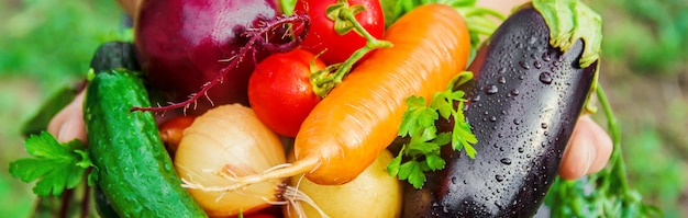 Vegetais caseiros nas mãos dos homens. colheita. foco seletivo.