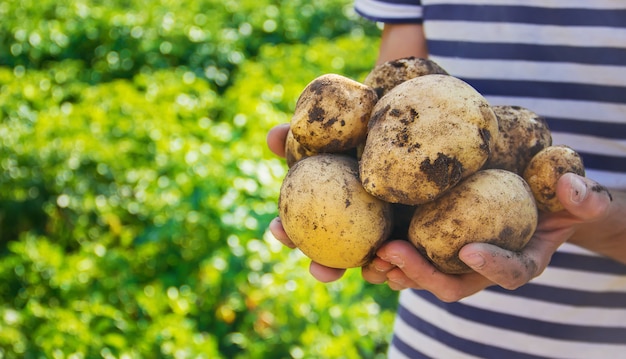 Vegetais caseiros orgânicos nas mãos de batatas masculinas.