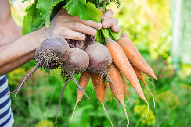 Vegetais caseiros orgânicos nas mãos dos homens.