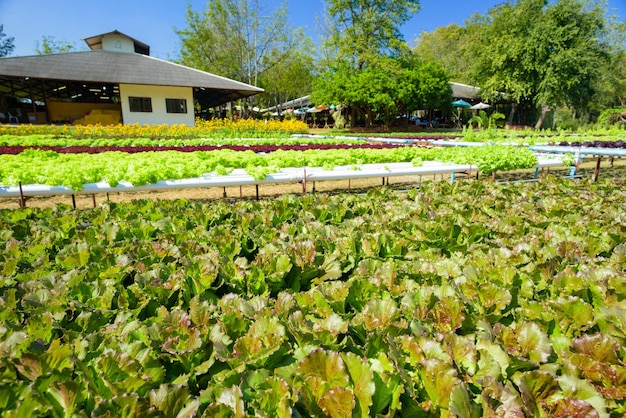 Vegetais crescendo com sistema de jardinagem hidropônico. O cultivo hidropônico usa soluções de nutrientes minerais para alimentar as plantas em água, sem solo.