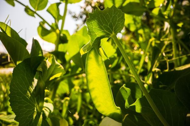 Vegetais de ervilha verde no jardim closeup de ervilhas frescas e vagens de ervilha alimentos orgânicos e veganos plantas agrícolas que crescem em canteiros de jardim