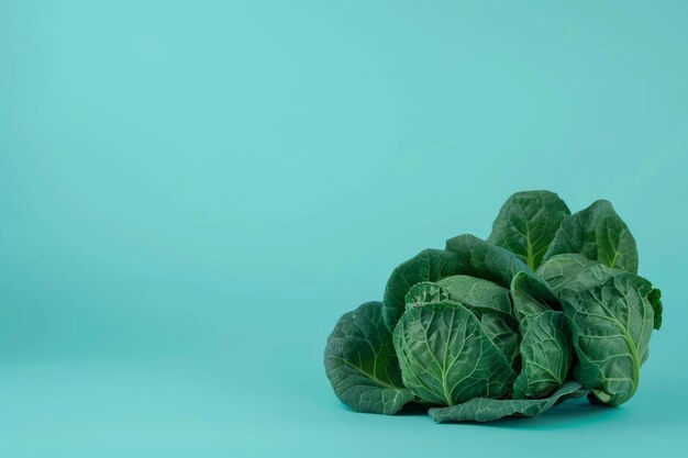 Foto vegetais de folhas verdes em fundo azul