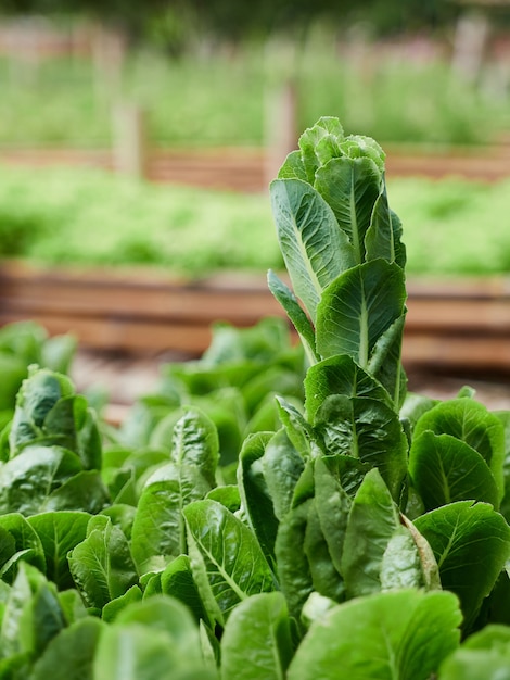 Vegetais de folhas verdes orgânicas