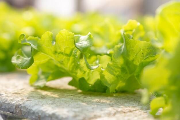 Vegetais de hidroponia crescendo na água