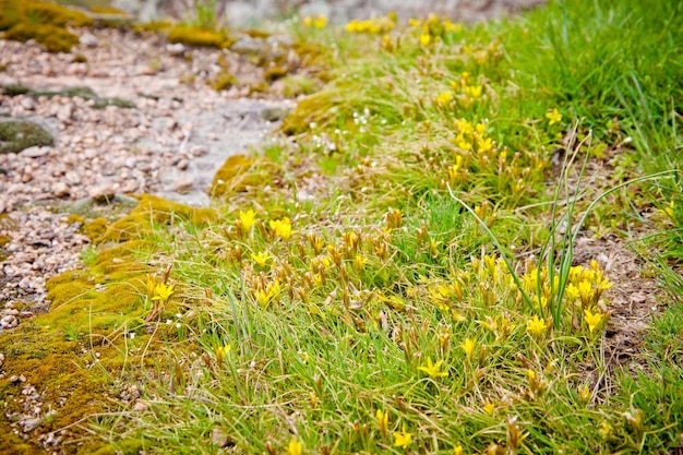 Vegetais de primavera