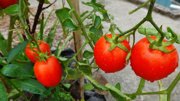 Vegetais de tomate frescos e úmidos vermelhos estão pendurados em um galho no jardim da cobertura Vista aproximada