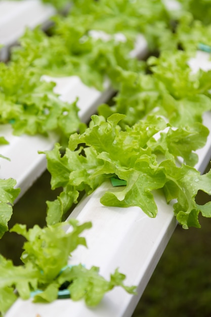 Vegetais em uma estufa hidropônica. plantar plantas usando uma solução nutritiva em água em vez de plantar com solo.