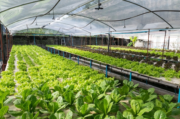 Vegetais hidropônicos, crescendo em estufa