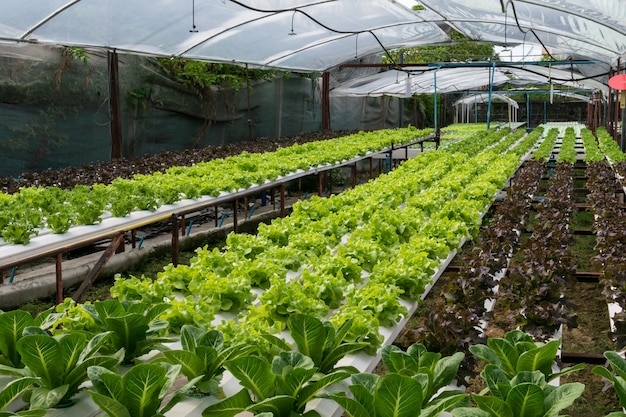 Vegetais hidropônicos, crescendo em estufa