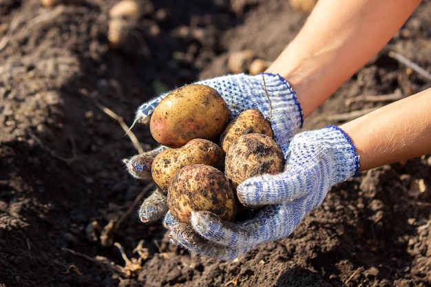 Vegetais organícos. Mãos de agricultores com legumes recém-colhidos. Batatas biológicas frescas