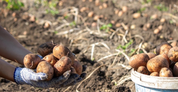 Vegetais organícos. Mãos de agricultores com legumes recém-colhidos. Batatas biológicas frescas.