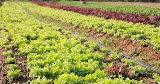 Foto vegetais orgânicos