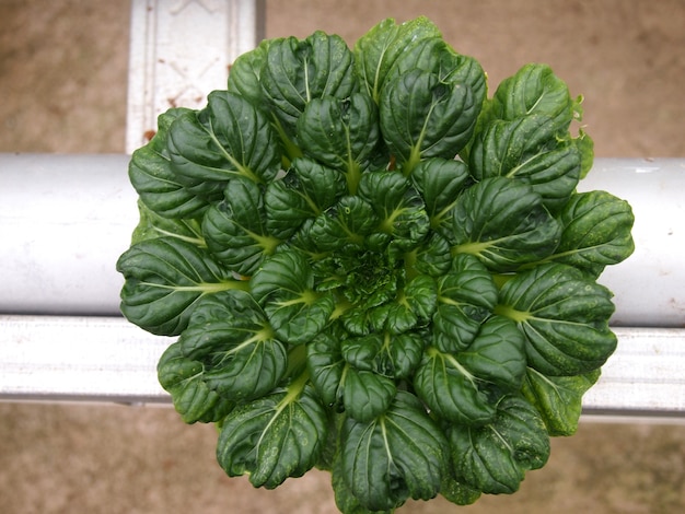 Vegetais verdes frescos de Tatsoi crescidos em potenciômetros hidropônicos.