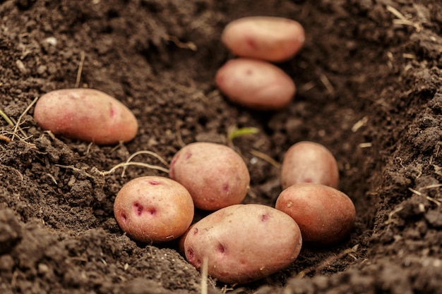 Vegetal de campo de batata com tubérculos na superfície da sujeira do solo