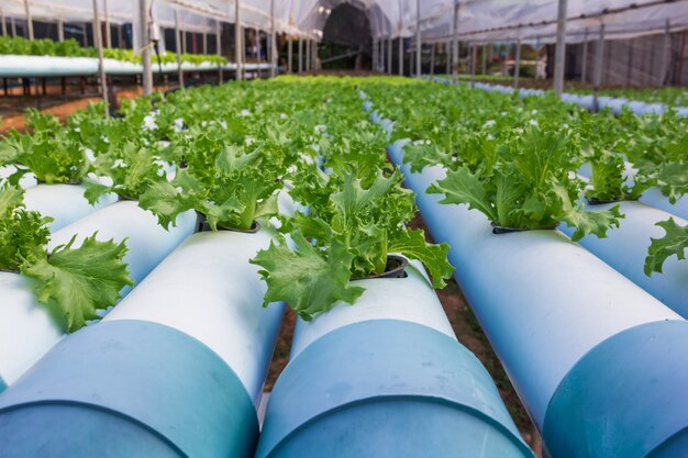 Vegetal de fazenda orgânica