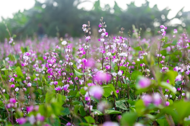 Vegetal de frijol jacinto de color púrpura que florece en el jardín