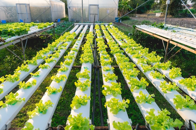 Vegetal hidropônico verde para a saúde na fazenda