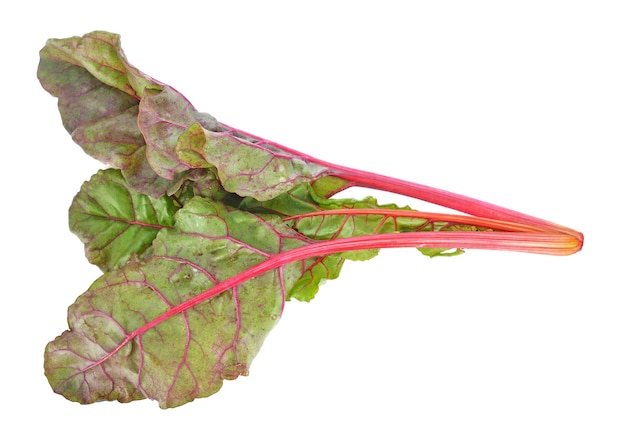 Vegetal de lechuga aislado en blanco