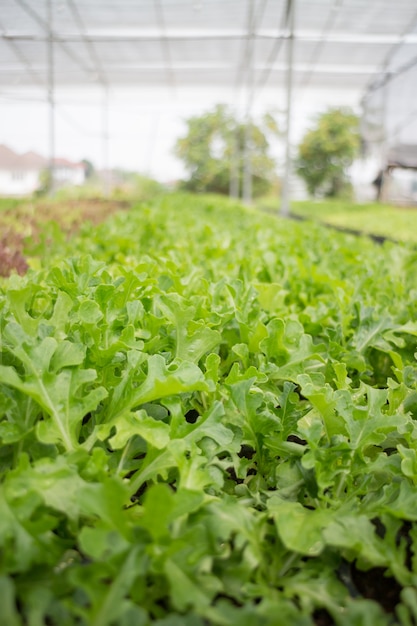 Vegetal orgânico crescendo na fazenda