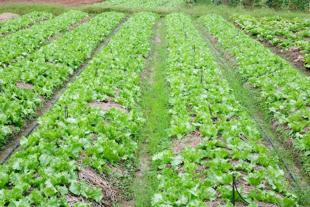 Foto vegetal orgânico