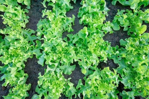 Vegetal de roble verde orgánico fresco en el fondo de la vista superior