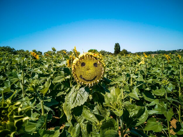 Foto vegetal sorridente