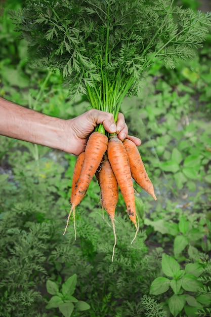 Vegetales caseros ecológicos en manos de hombres.